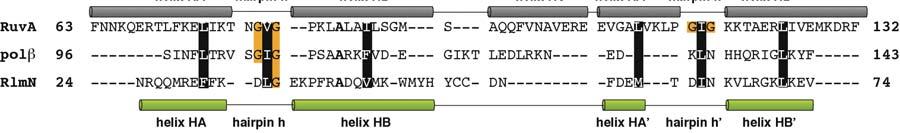 The paired GXG sequences typically confer sequence independent minor-groove recognition of B-form DNA through interaction with the phosphate backbone on both strands (36).
