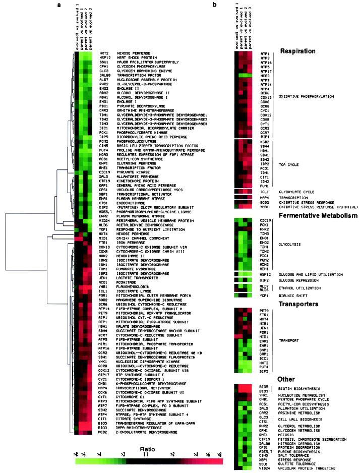 96 Analysis of gene expression data Figure 6.3: This figure is adapted from Ferea et al. (1999). (a) Hierarchical clustering of gene expression.