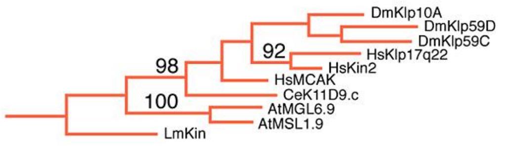 107 c. It is still an ongoing debate whether Drosophila is closer to mammals than C. elegans is. What does the Kinesin-13 tree below suggest? Explain.