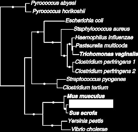60 Molecular Evolution and Phylogeny Figure 4.12: Phylogeny of the gene encoding N-acetylneuraminate lyase (adapted from Andersson et al. (2001)).