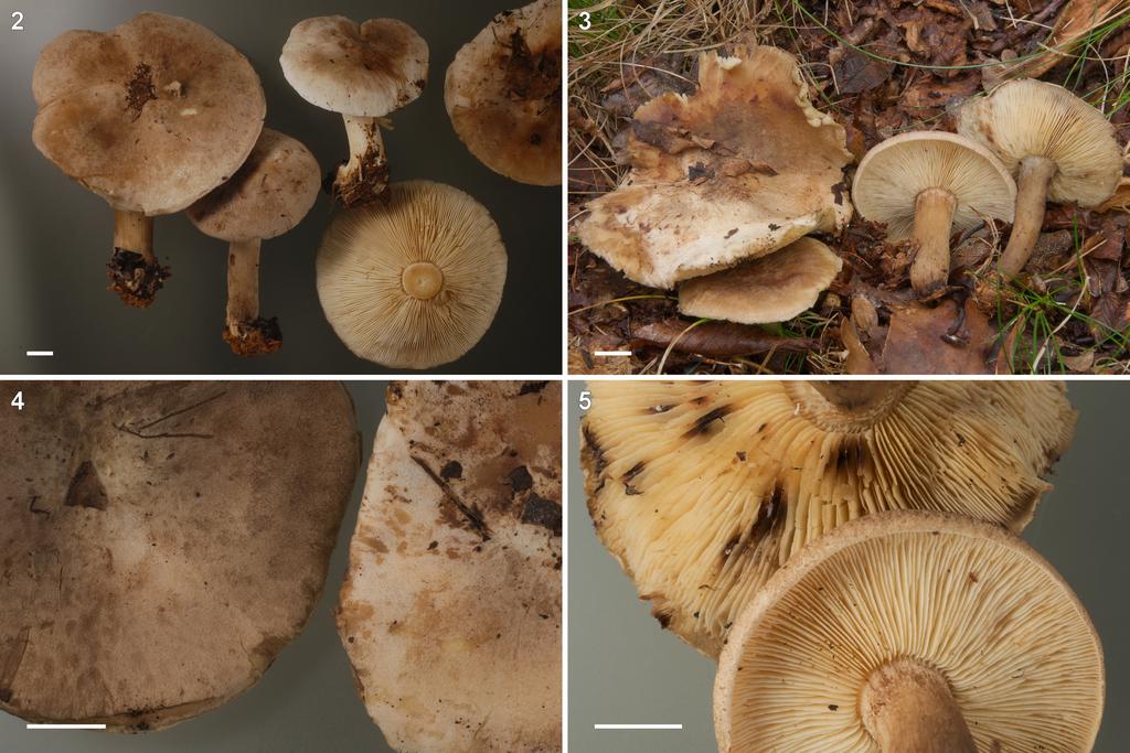 20 / Calocybe pilosella sp. nov. Fig. 2-5 - Morphological features of Calocybe pilosella. 2. Basidiomata of collection TR gmb 00697, showing the typical white discoloration at the cap margin. 3.