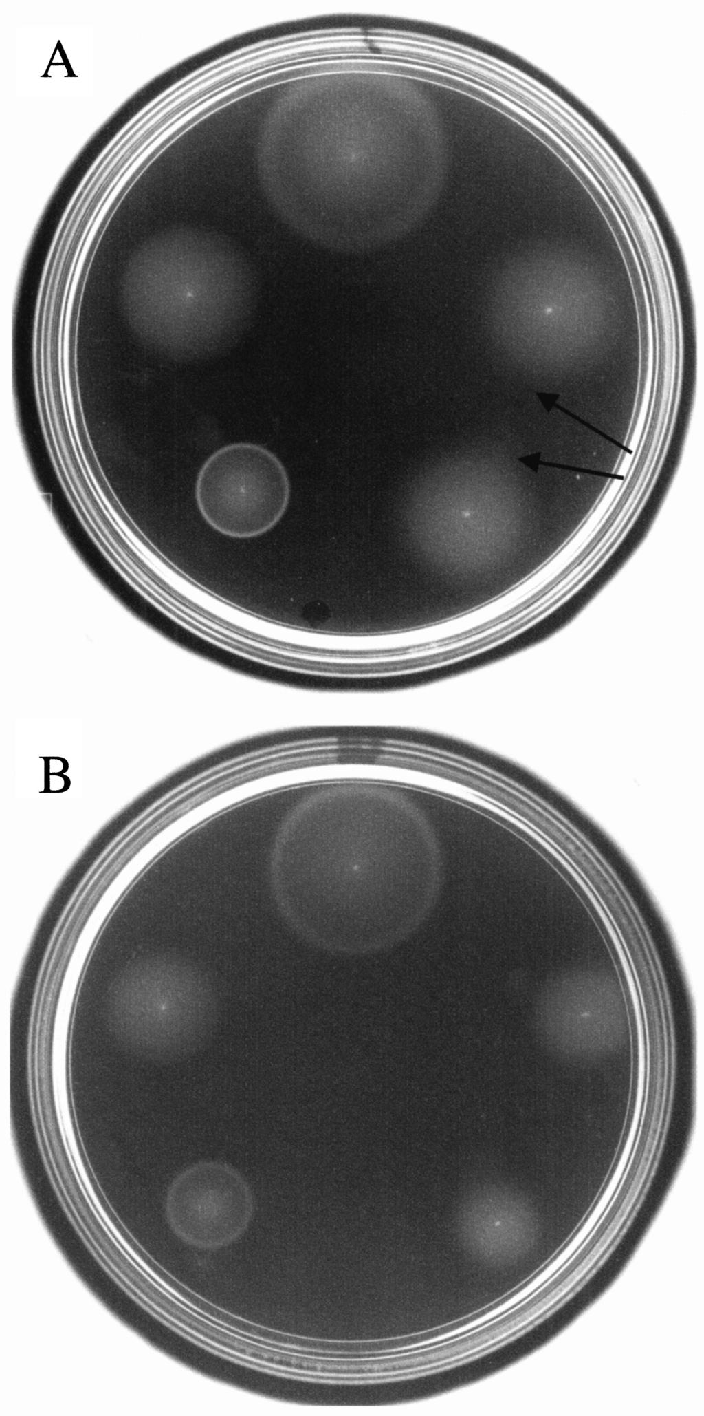 576 J. R. Kirby et al. chemotactic ring in the swarm plate assay in response to asparagine than that formed in response to proline, again consistent with the results from the capillary assay.