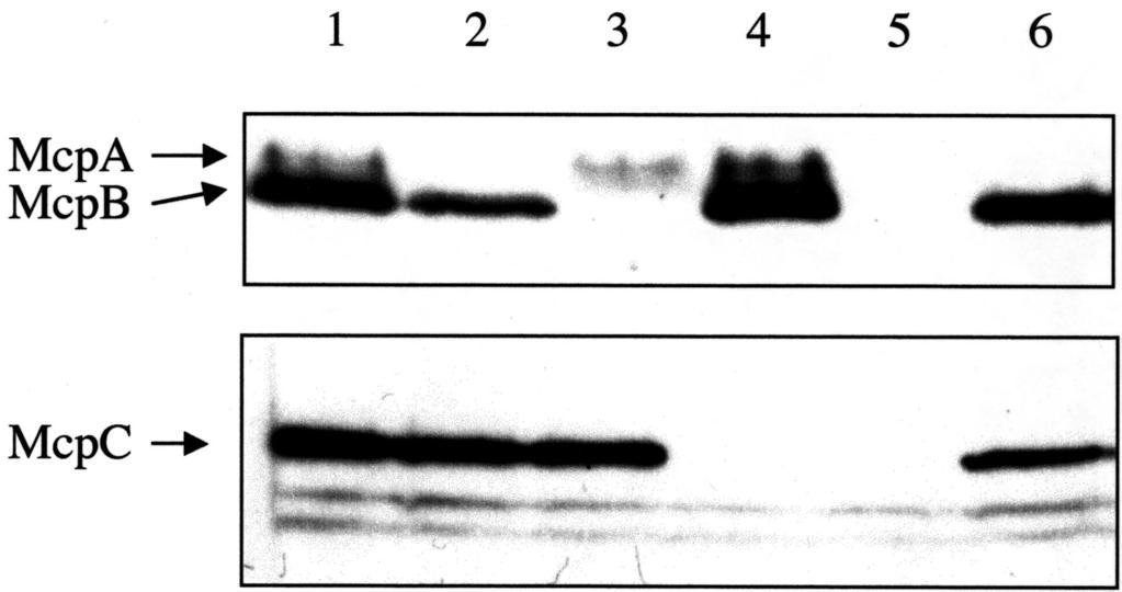 Roles of CheC and CheD in B. subtilis 577 Fig. 4. Immunoblot analysis of the ched mutant. The assay was performed as described in Experimental procedures.
