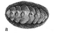 Mollusca: General Characteristics