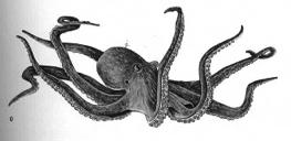 Polyplacophora Cephalopoda Bivalvia