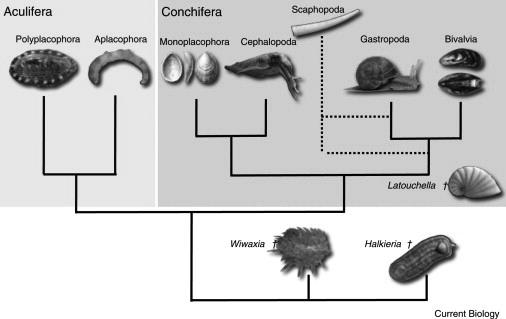 Class Gastropoda SubClasses Prosobranchia Figure 1.