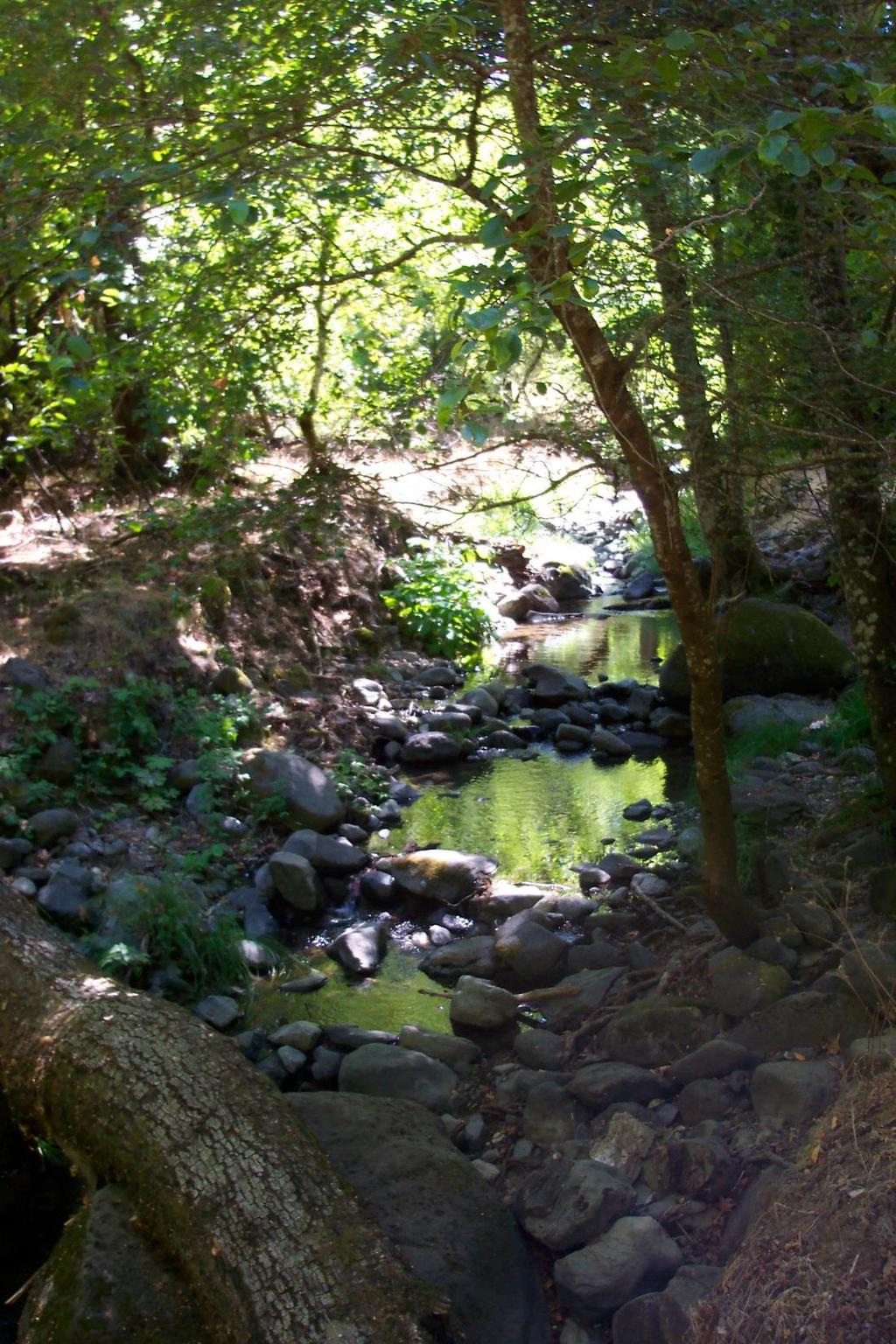Morrison Creek