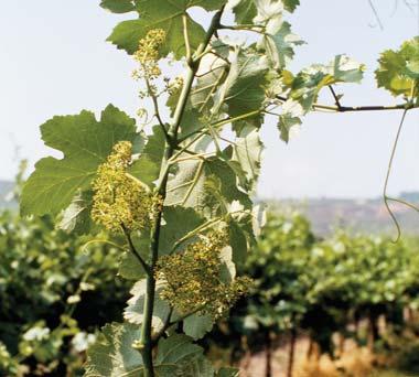 viti-notes [grapevine nutrition] Petiole analysis Viti-note Summary: Plant tissue analysis Sample collection The timing of sampling for tissue analysis Collection of a representative and viable