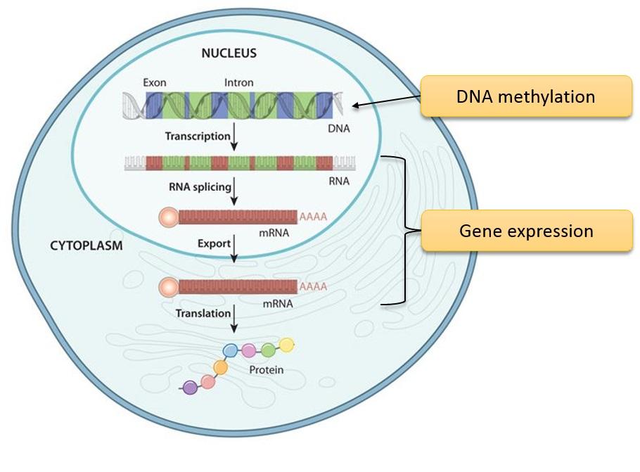 Figure 6.1.: Central dogma of molecular biology 4. The DNA is transcribed to RNA, which is henceforth translated to proteins.