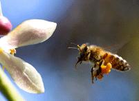 Laws of Nature Review Pictures 1. A bee flies to a flower with pollen stuck to its legs and antennae.