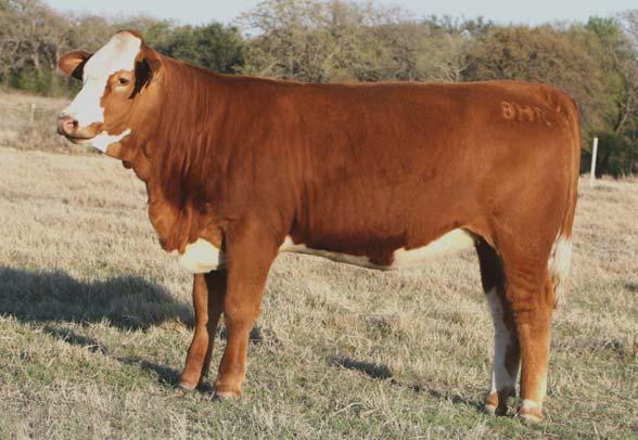 Thick & Feminine A Cowman s Kind Look at her IMF and REA/CWT.