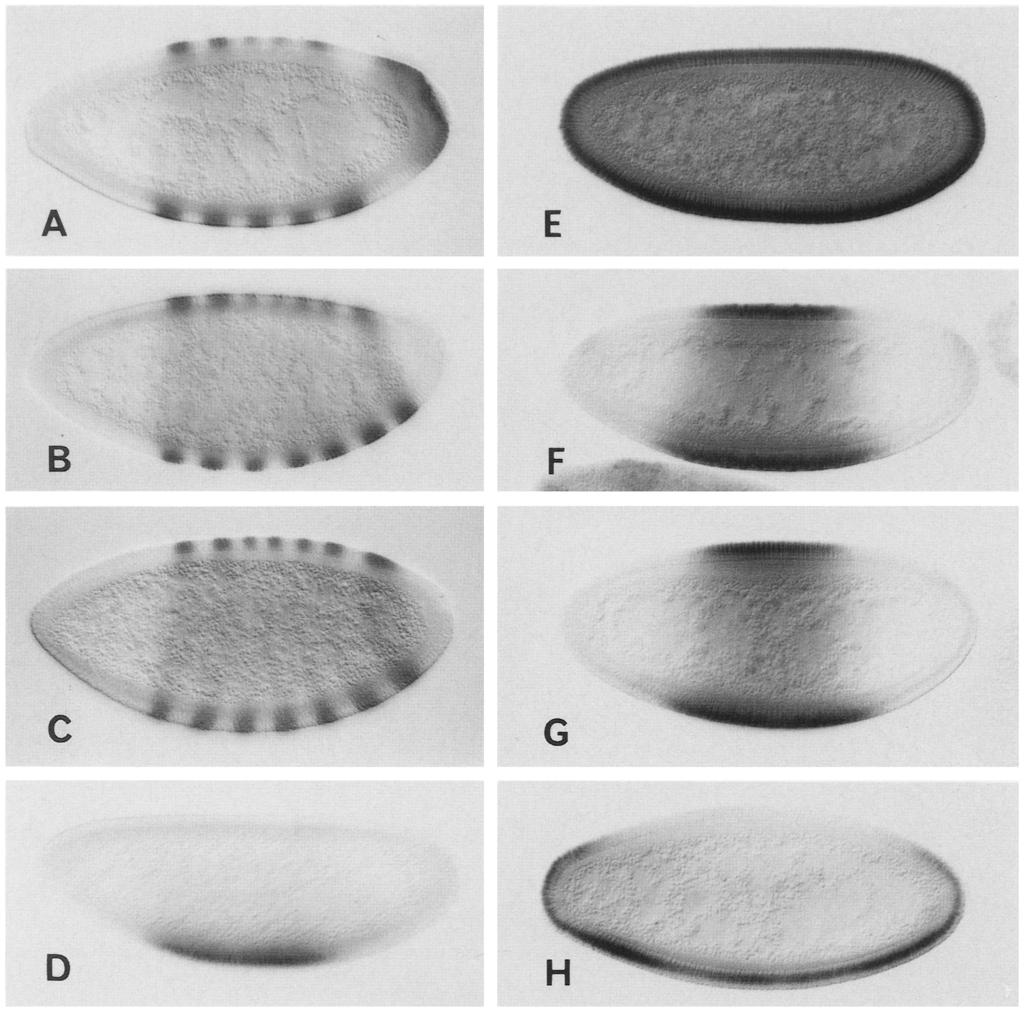 tot activity in Drosophila A ;o:.i G D Figure 3. Superabundance of tor protein does not alter body patterning.