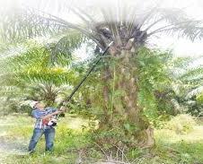 17 15 Diagram 9 shows a settler isplucking an oil palm fruit using sickles. Rajah 9 menunjukkan seorang peneroka mengait buah kelapa sawit dengan menggunakan sabit.
