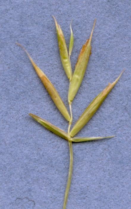Yield Components: Perennial Ryegrass 12,022,560 Spikes 21 Spikelets Acre 9.4 Florets Spike 0.