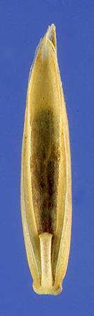 The Seed The zygote develops into the embryo which contains a shoot (covered by the coleoptile) and a root (radicle). The cotyledon of monocots is known as the scutellum.