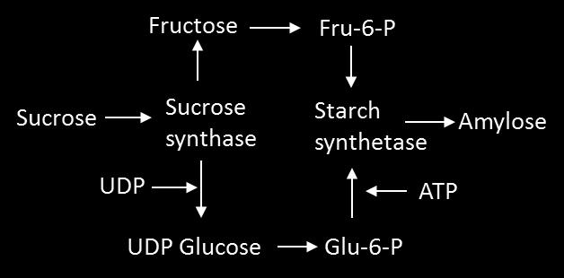 diphosphate glucose), and converted to glucose-6-phosphate and then to ADP