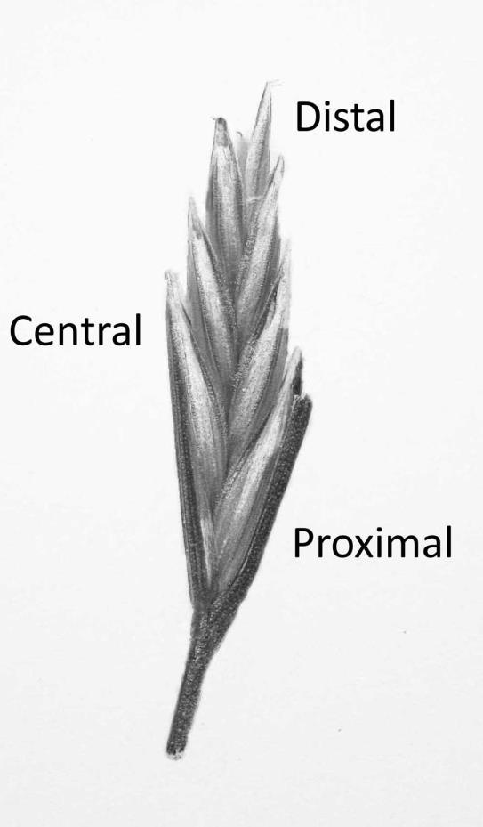 Seed Partitioning Position of the seed within the spikelet affects partitioning to the seed in