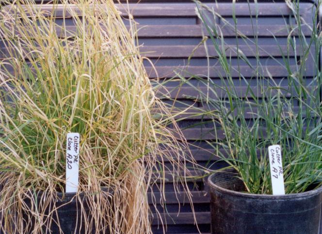 Vernalization VRN1 is the vernalization gene found in several grasses including wheat and perennial ryegrass. VRN2 is also present in some species.