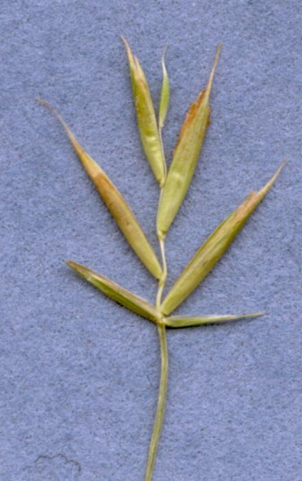 Sterile Floret Yield Components: Perennial Ryegrass