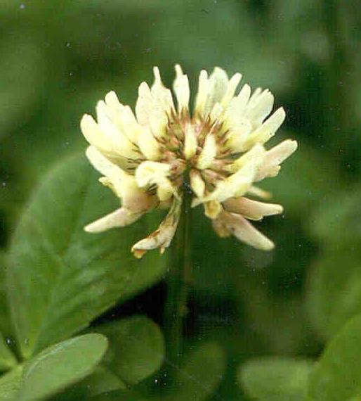 Yield Components: White Clover Seed Yield =