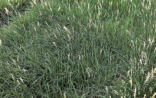 Seed Yield and Yield Components Fertile tillers can die after they are formed, reducing seed yield.