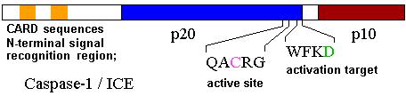 The target sequence for Ced-3 and caspases (Cys catalytic Asp