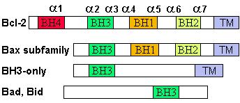 Bcl-2 2 family: Pro-Life and Pro-Death factions Bcl-2 and its closest relatives Bcl-X L, Bcl-w and Ced-9 are a-helical proteins having all four BH domains and are pro-survival.