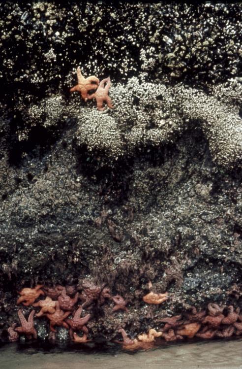 Rocky Intertidal Zonation mussels gooseneck barnacles acorn barnacles, tunicates, sponges, anemones pink corraline algae Pisaster V) Maintenance of species diversity 2) Keystone predation (Paine 1966