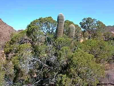 Mesquite Saguaro cactus Endocladia Silvetia V) Maintenance of species diversity 2.
