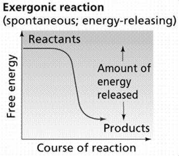 them together requires an input of energy 16 Energy Coupling Processes that release energy are coupled to