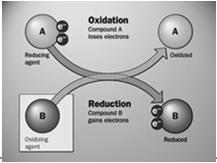 to transfer energy to where it is needed 19 ATP drives endergonic reactions by