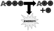 pops off easily, releasing energy ATP is unstable 23 Adding phosphates phosphorylation