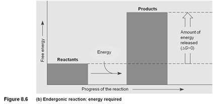 Energy required Nonspontaneous Endergonic G is positive Energy stored or released? Endergonic or exergonic?