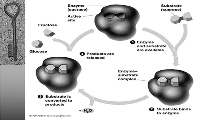 CHANGES SHAPE SLIGHTLY WHEN IT BINDS THE SUBSTRATE 44 THE ACTIVE SITE IS AN ENZYME S CATALYTIC CENTER THE ACTIVE