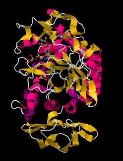 Enzymes are proteins with a physical structure specific to their