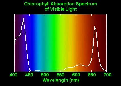 Absorption or Emission of light The atom can absorb or emit light.