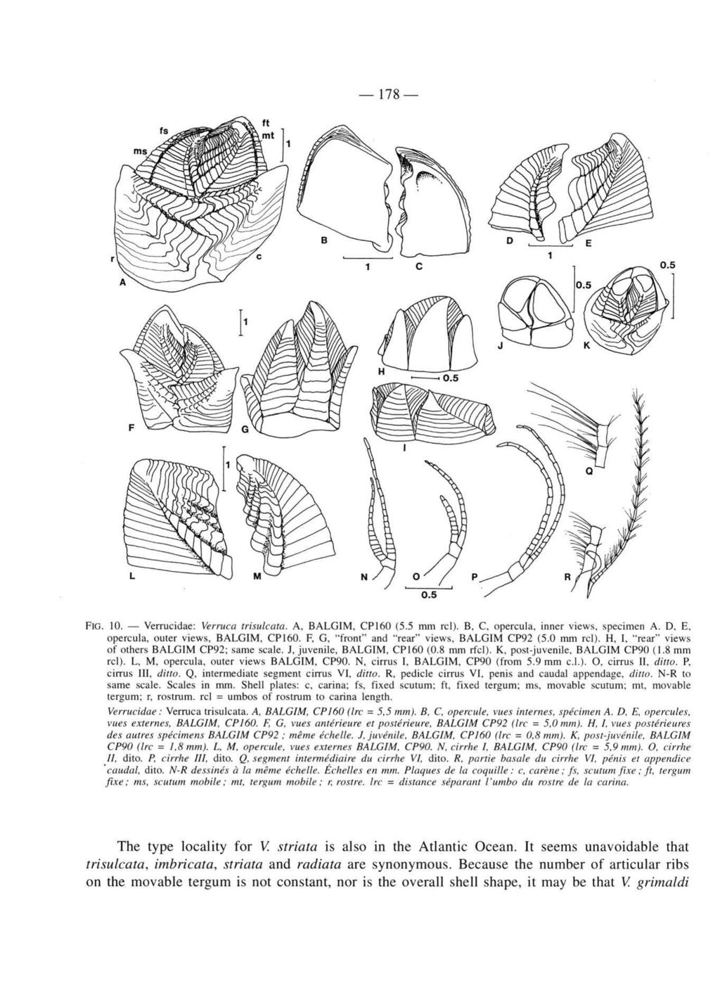 178 FIG. 10. Verrucidae: Verruca Irisulcata. A, BALGIM, CP160 (5.5 mm rcl). В, C, opercula, inner views, specimen A. D, E, opercula, outer views, BALGIM, CP160.
