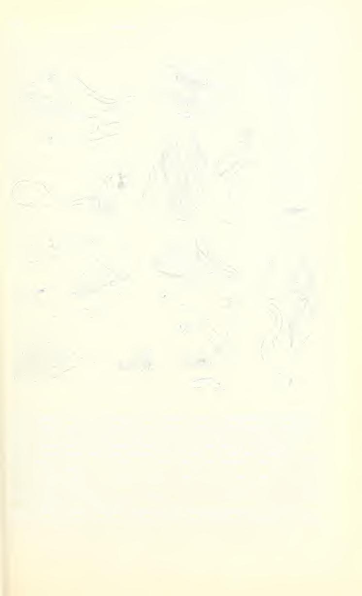 1963 BLESZYNSKI, ETHIOPIAN CRAMBIDAE Nr 99/5 Tafel 1 Fig 1 Crambus richten n sp Ethiopia (Kaffa), Ghimira Paratype Male genitalia GS-2679-BL Fig 2 Crambus richten n