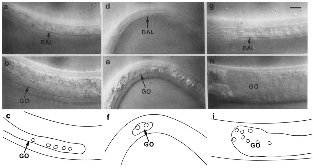 Temporal control of dauer larva development c GO ~ Figure 1. Photomicrographs of living wild-type and heterochronic dauer larvae (Nomarski optics; bar, 20 ~m).