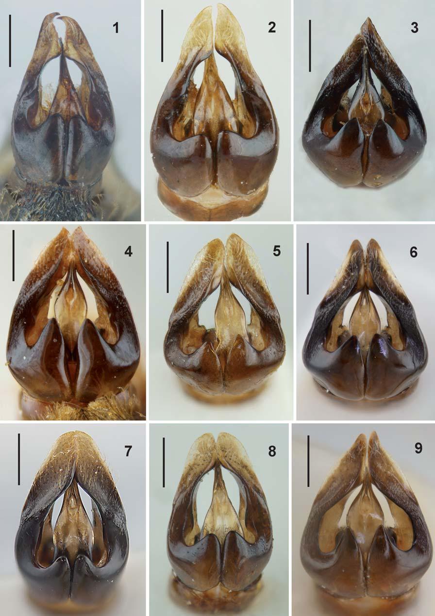258 STUTTGARTER BEITRÄGE ZUR NATURKUNDE A Neue Serie 8 Figs. 1 9. Andrena spp., male genitalia in dorsal view. 1. A. galbula. 2. A. turanica. 3. A. tricuspidata.