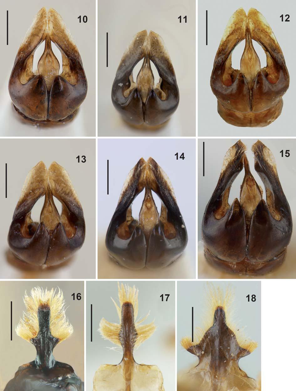 SCHWENNINGER, REVISION OF THE WESTERN PALAEARCTIC SPECIES OF THE ANDRENA TARAXACI-GROUP 259 Figs. 10 18. Andrena spp.