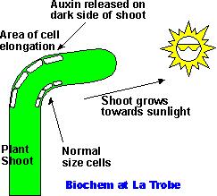 Auxins-substances produced by the tip of each seedling that