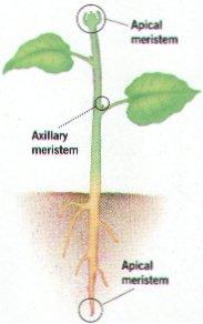 phototropism gravitropism Produced in the apical meristemof stems &