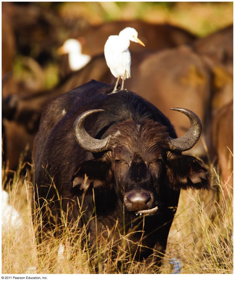 Commensalism 39 Commensalism: one species benefits; the other is unaffected. More rare than others. E.g.... Buffalo stir up insects that cattle egrets eat. Or.