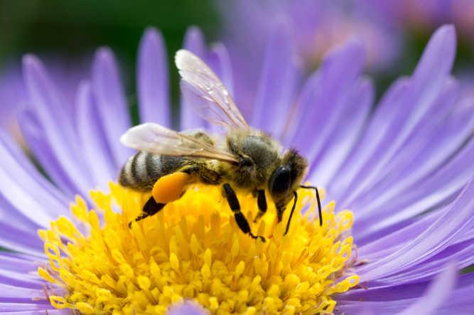 Insects such as honey bees and bumble bees play an important role for the pollination of wild flowers and many crop plants worldwide (Corbet et al, 1991; Goulson, 2006).