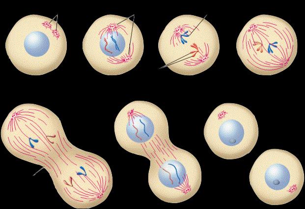 Stage 2: Mitosis the period when the cell nucleus divides into two new nuclei Prophase The threadlike chromatin in the nucleus condenses to form chromosomes Chromosomes are double-rod structures
