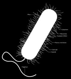 Comparing prokaryotes and eukaryotes Prokaryotes Eukaryotes By This vector image is completely made by Ali Zifan - Own work; used information from Biology 10e Textbook (chapter 4, Pg: 63) by: Peter
