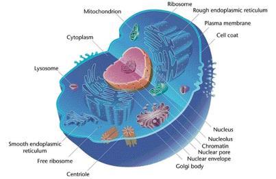 Parts of a eukaryotic cell Ribosomes make proteins Endoplasmic reticulum Rough associated with ribosomes Smooth makes