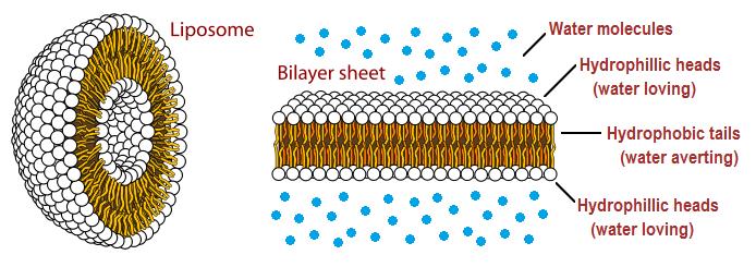 Conditions for osmosis Osmosis is, basically, diffusion across a semipermeable membrane and requires: A semipermeable membrane A concentration gradient Cell walls are phospholipid bilayers that form