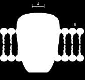 (often a million ions per second or more) Schematic diagram of an ion channel.